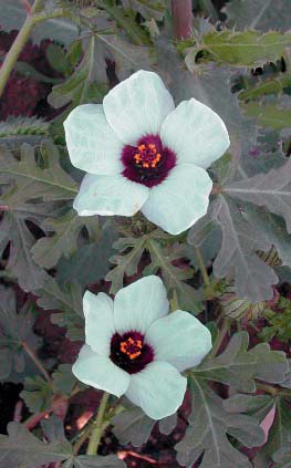 Vrsta Hibiscus trionum L. (FOTO J. Topić) Card image cap